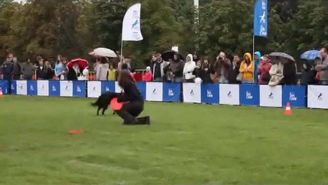 Дог-фризби фристайл. смотреть онлайн