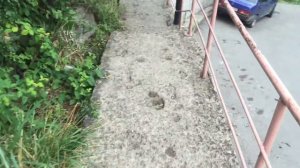 Сочи Барановка