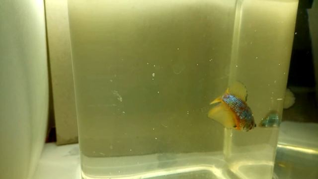Рыбка петушок самка. Halfmoon dragon mustard female. смотреть онлайн