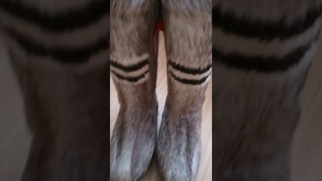 Отзыв покупателя унтов из Вологды смотреть онлайн