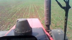 Культивация подсолнечника. МТЗ 1221.1 и КРН 8.4