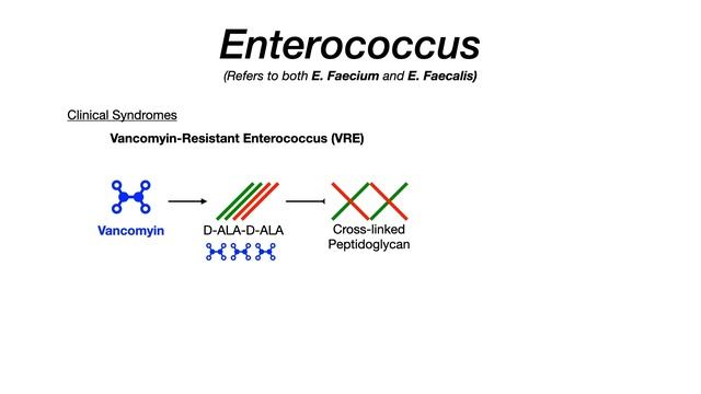 Enterococcus (E. Faecalis & E. Faecium) смотреть онлайн