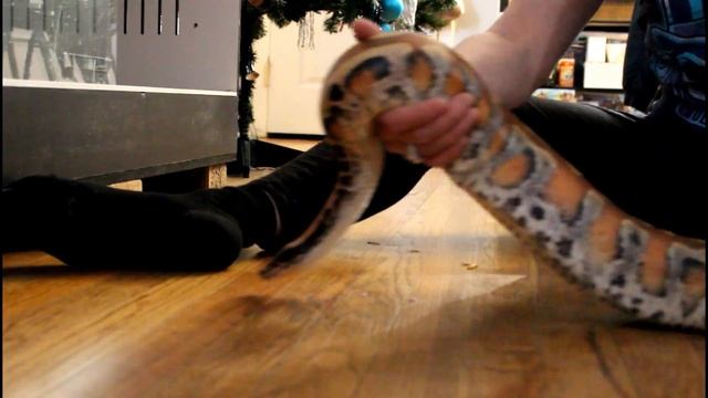 Maui the Red Blood Python смотреть онлайн