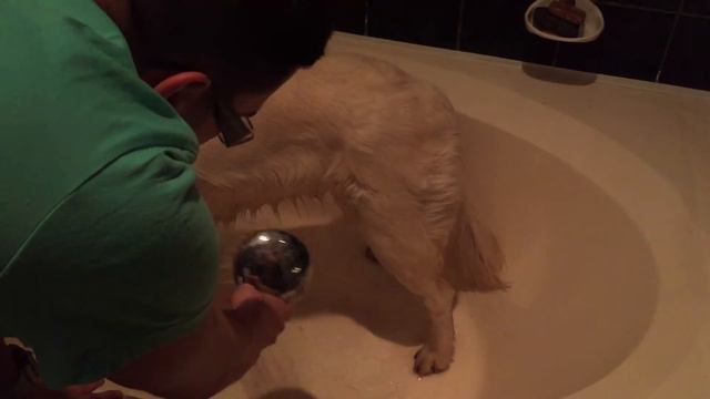 Минусы от нахождения собаки в доме