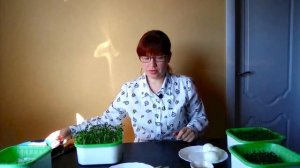 Это самые вкусные рецепты из микрозелени. Пальчики оближешь!