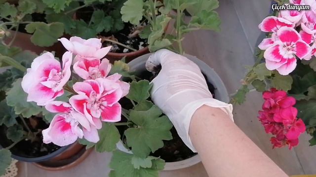 SARDUNYA BAKIMI SARDUNYA COŞTURAN YÖNTEM ÇİÇEK AÇTIRAN KÜR TARİFLERİ MY BALCONY FLOWERS смотреть онлайн