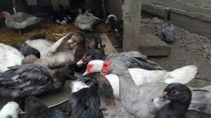 Мускусные утки тяжелых линий - за и против