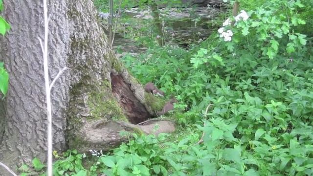 mustela erminea смотреть онлайн