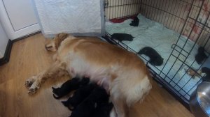 Что выбрать сучку или кобеля ? Что выбрать девочку или мальчика собаку ? Собственный опыт