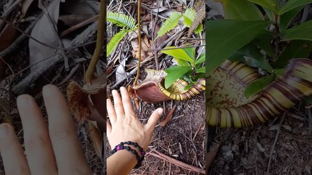 Хищное растение Непентес (лат. Nepenthes)