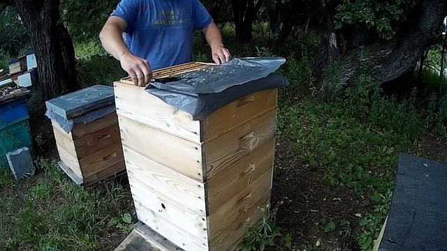 МЕДОСБОР 2020 ОКАЗАЛСЯ НЕ УДАЧНЫМ \\ ПЕРЕХОЖУ НА СРЕДНЕРУССКУЮ ПЧЕЛУ \\ ПЧЕЛОВОДСТВО С НУЛЯ смотреть онлайн