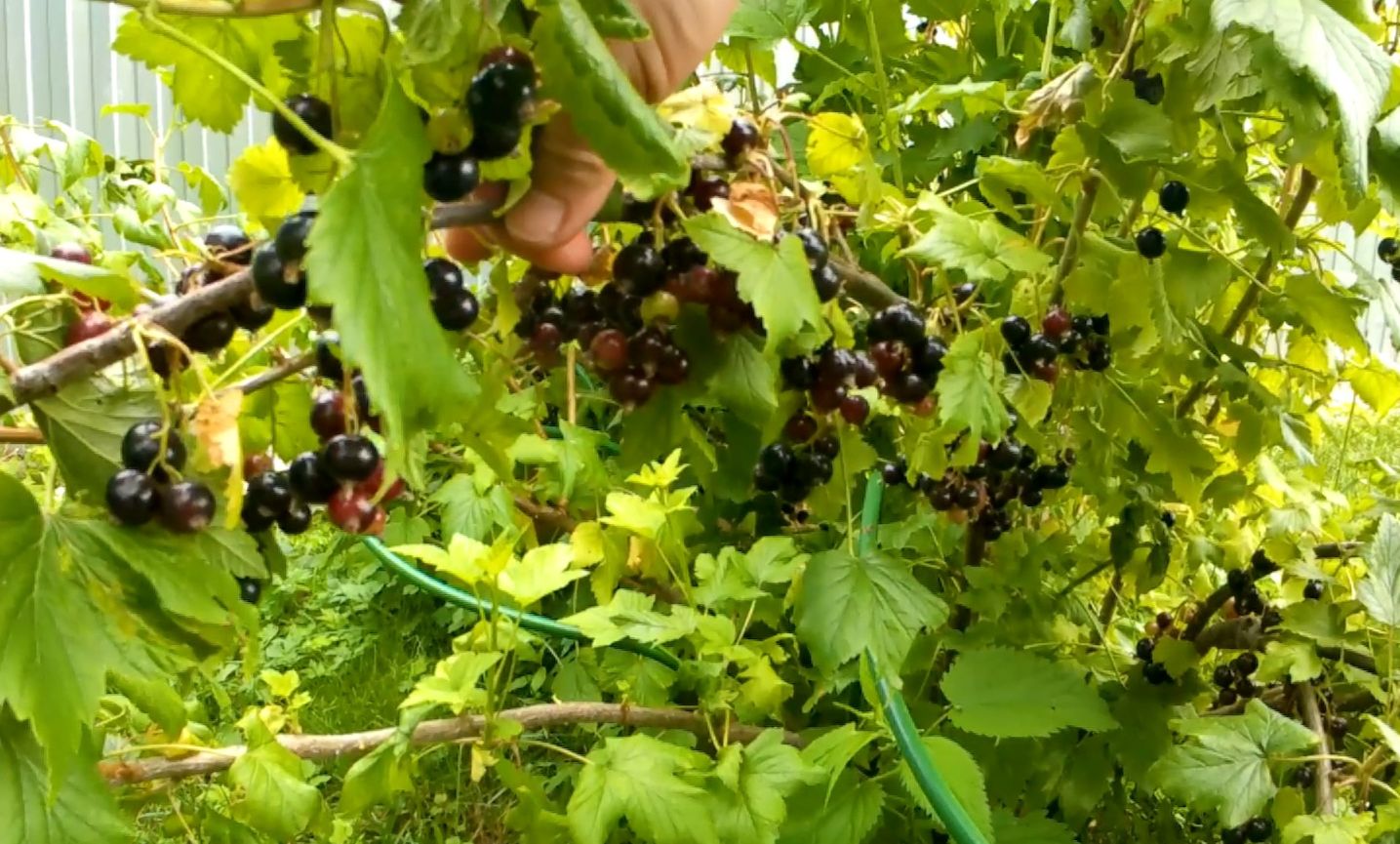 Чистая вода стала доступна цыплятам, урожай смородины. смотреть онлайн