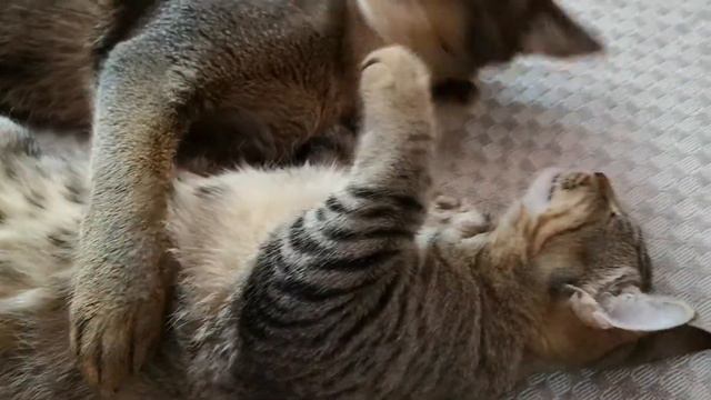 Наши котики Чаузи Люцифер и пикси-боб Пиксик смотреть онлайн