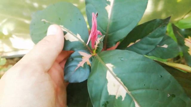 Граптофиллум расписной.Graptophyllum pictum tricolor. Цветение смотреть онлайн