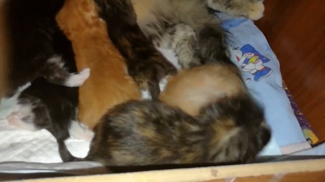 Котята породы Мейн-Кун пьют у мамы молоко