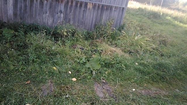 Просили убить собаку, а он оставил её себе//Соседняя деревня. смотреть онлайн