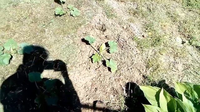 ЧАСТЬ 1. Мульчирование грядок сеном и утиным помётом. смотреть онлайн