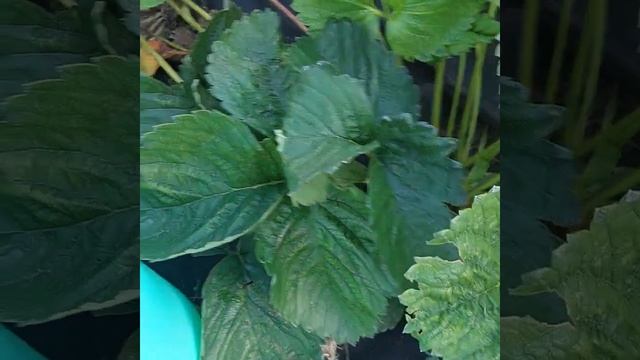 обработка от слизней на клубнике смотреть онлайн