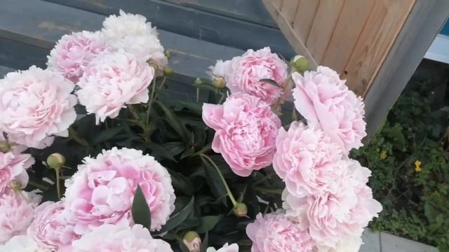 Пионы, срезка смотреть онлайн