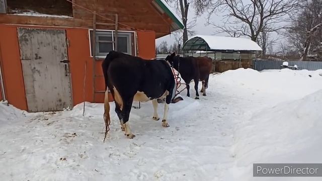 Тихая охота или Пропустили?Выпустили КОРОВ чтобы определить ОХОТУ у КОРОВЫ/ смотреть онлайн