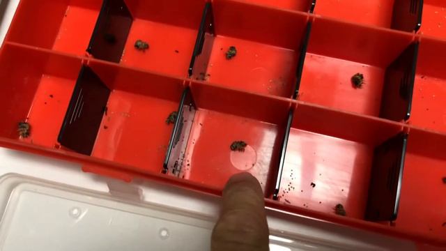 Зофобас. Стадии развития от личинки до взрослого жука смотреть онлайн