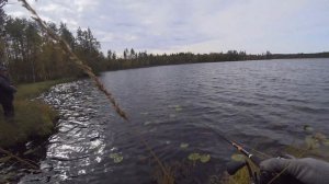 Уловистая МЫШЬ НА ЩУКУ. Miuras Mouse. 4 озера за день. По новым местам.