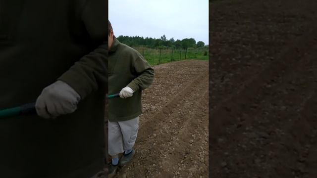 19.05.18 посадка картофеля мк Крот 2 смотреть онлайн