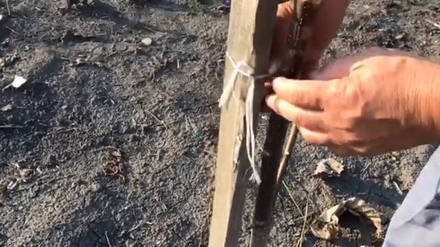 Посадка грецкого ореха, ошибки при установке колышков смотреть онлайн