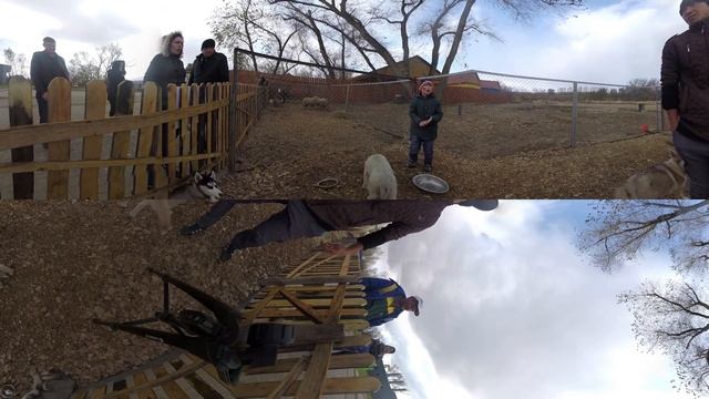Щенки Хаски. Панорамное видео (360˚). смотреть онлайн