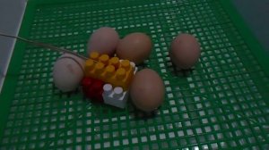 ИНКУБАЦЫЯ ЯИЦ  РАСПОЛОЖЕНИЕ ДАТЧИКА ТЕРМОРЕГУЛЯТОРА В ИНКУБАТОРЕ