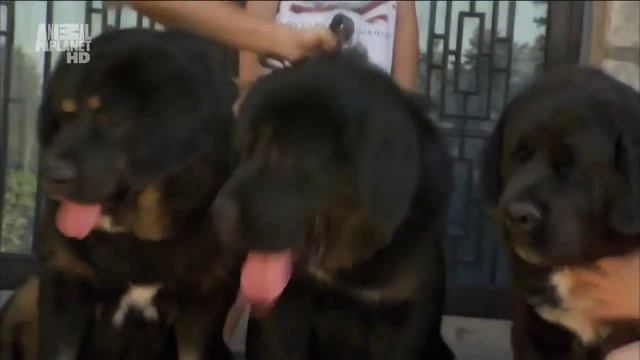 Тибетский мастиф смотреть онлайн