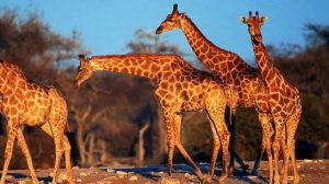 Кто такие жирафы?