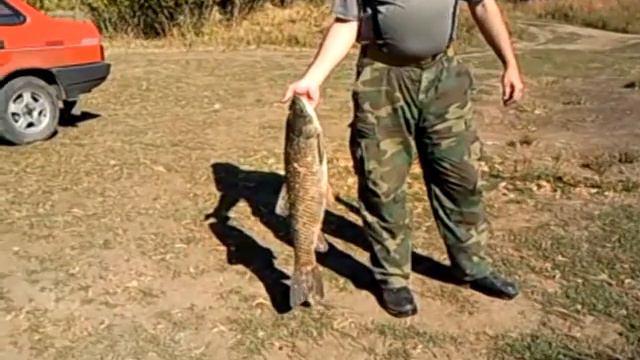 Ловля белого амура!!! смотреть онлайн