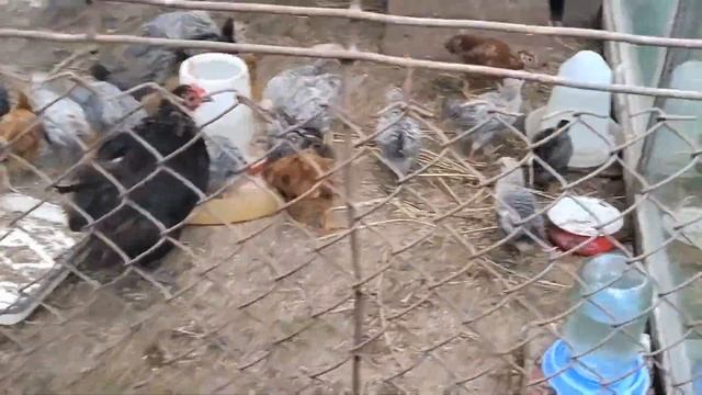 Наступил наш долгожданный день петушка. Моя курица вывела цыплят.