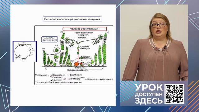 ЕГЭ. Биология. #Урок16. Циклы развития низших споровых смотреть онлайн