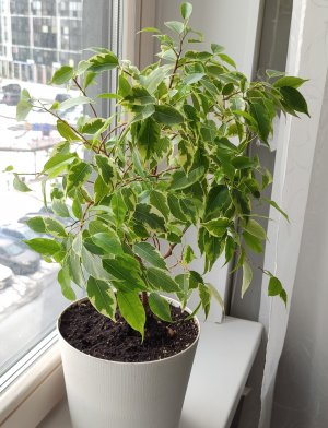 Весенняя пересадка и обрезка фикусов Бенджамина