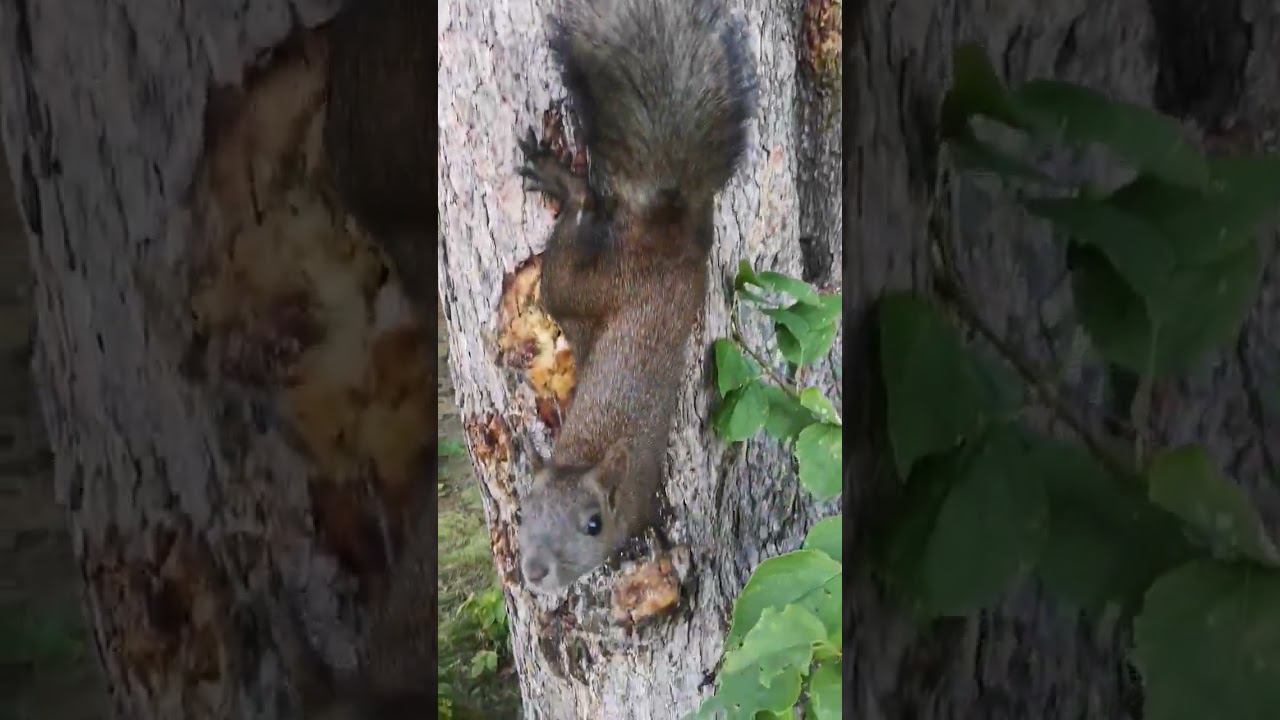 Игривые белки смотреть онлайн