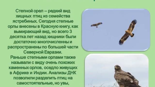 животные степей смотреть онлайн