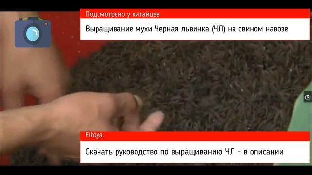 Черная львинка муха черный солдат выращивается на свином навозе Подсмотрено у китайцев смотреть онлайн