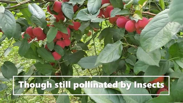 Crap apple is it Edible or Ornamental ? Why farmer grow in their home? смотреть онлайн