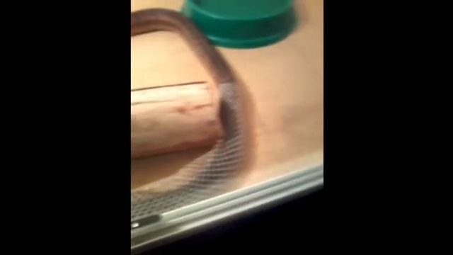 Змея скидывает свою шкуру/ Линька змеи смотреть онлайн