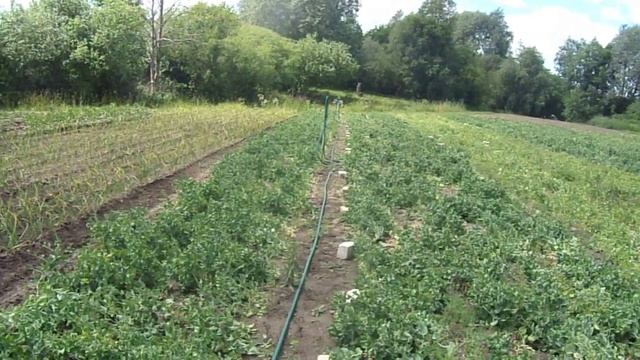 Летний чеснок. Яровой чеснок смотреть онлайн