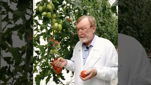 Новый сливовидный томат от Гавриш 2022 смотреть онлайн