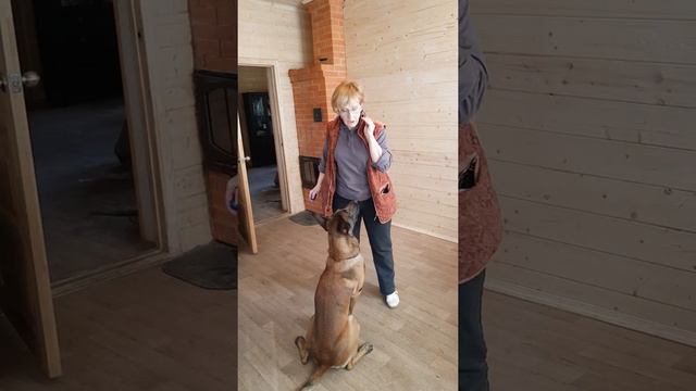 ДРЕССИРУЕМ ДОМА (1) 4 апреля 2020 г. смотреть онлайн