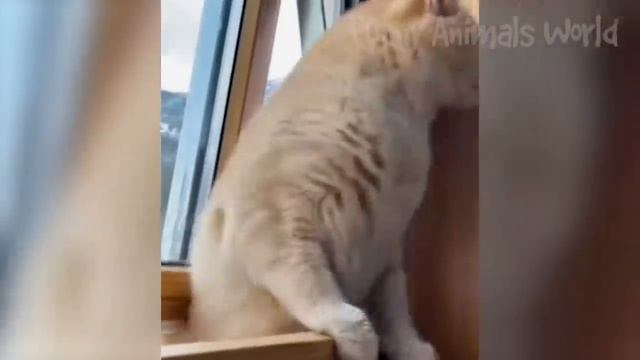 Смешные моменты с котами и собаками 2023 | Лучшие приколы с домашними питомцами №34 смотреть онлайн