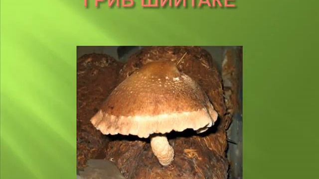 ХОУ ТОУ GREEN WORLD смотреть онлайн