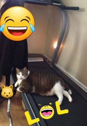 Коты спортсмены, часть вторая