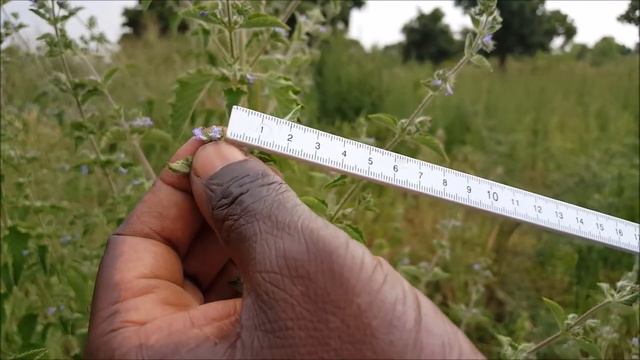 ASMA Hyptis suaveolens AS 52 смотреть онлайн