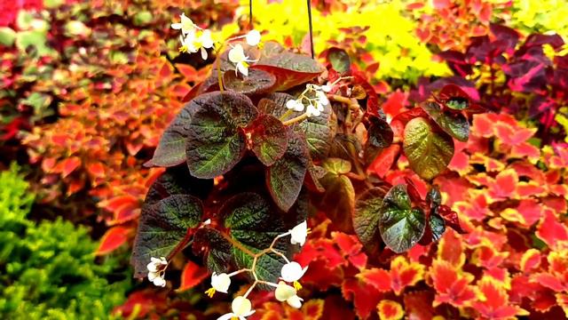 Different Varieties of Pilea Plants in the Garden. смотреть онлайн