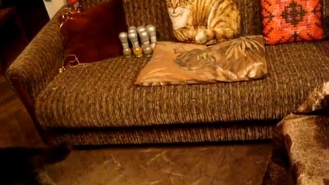 Кот знакомится с кошкой-подушкой смотреть онлайн